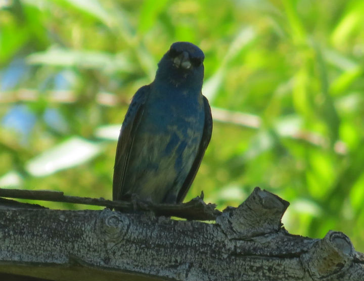 Blue Grosbeak